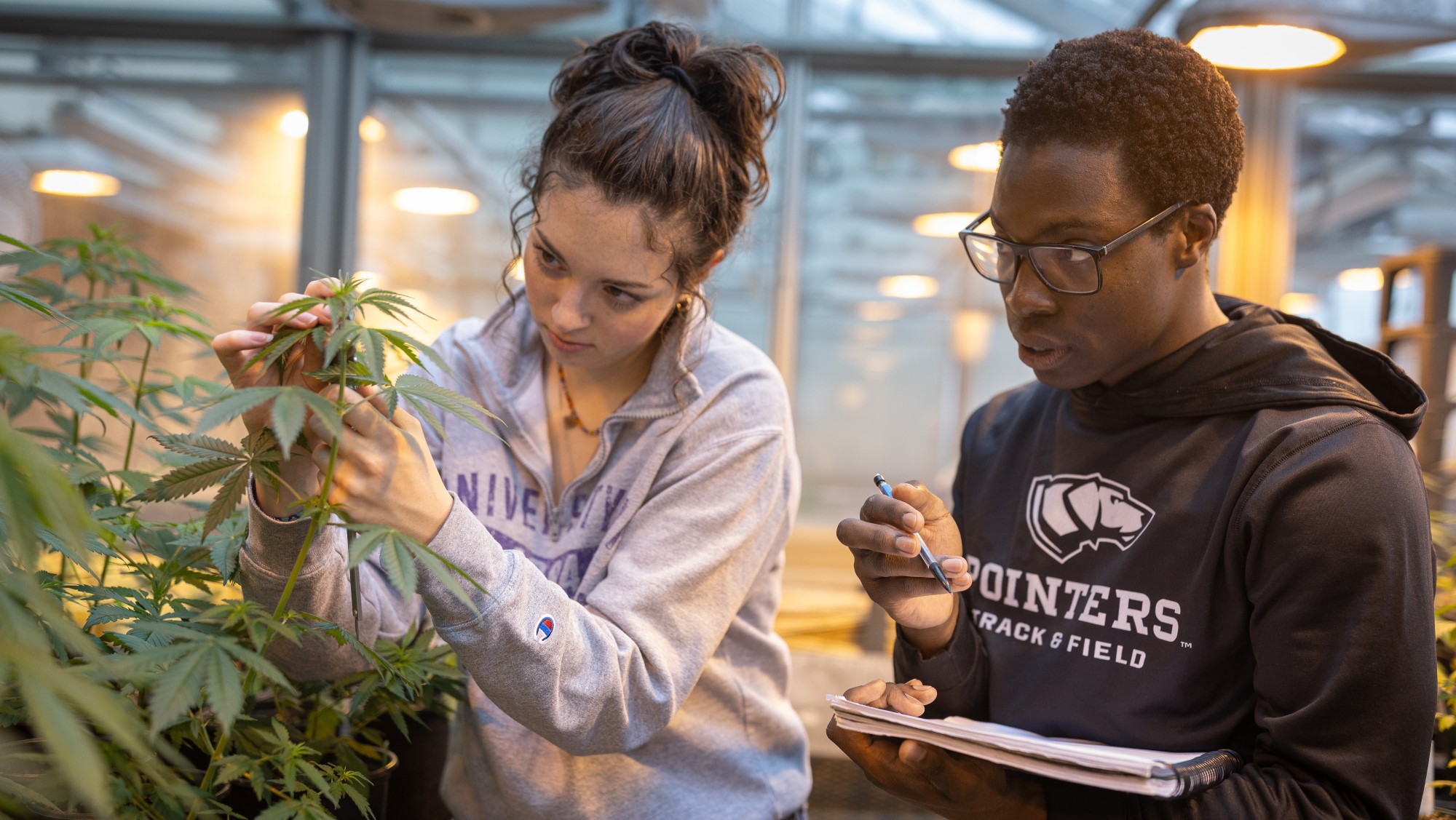 Commercial Cannabis Production